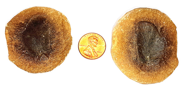 Neuroptera's / Fern Fossils - Pair