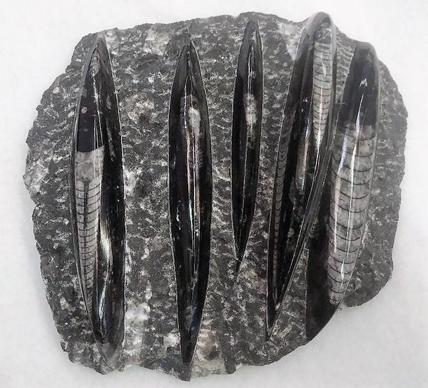 Orthoceras Sculpture