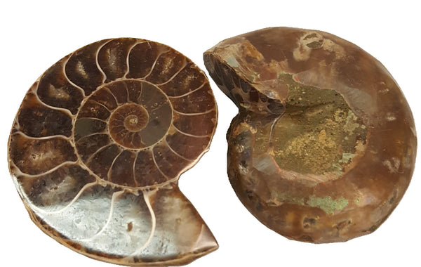 Ammonites - Pair