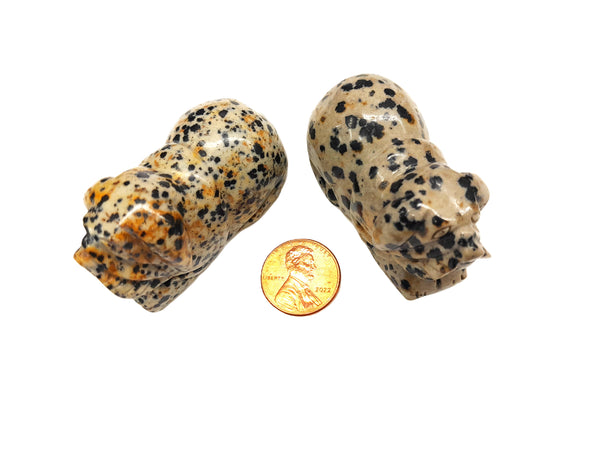 Dalmation Jasper Dogs