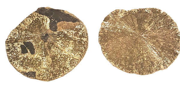 Pyrite Sun Dollar