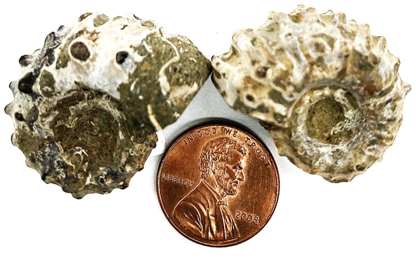 Ammonites