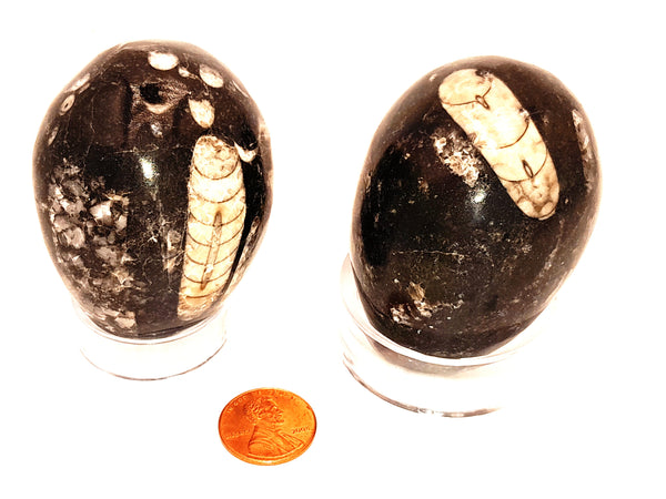 Orthorceras Egg