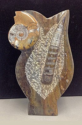 Fossils Orthoceras & Ammonite