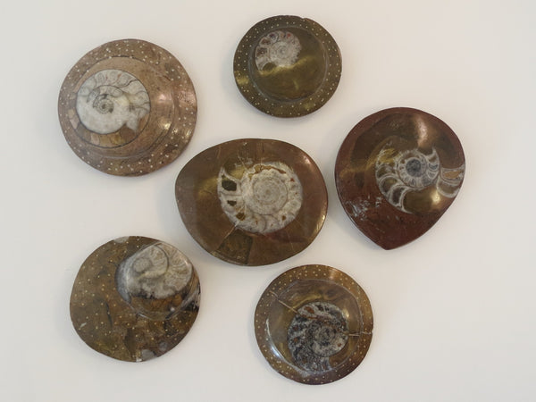 Fossils Ammonite - Small