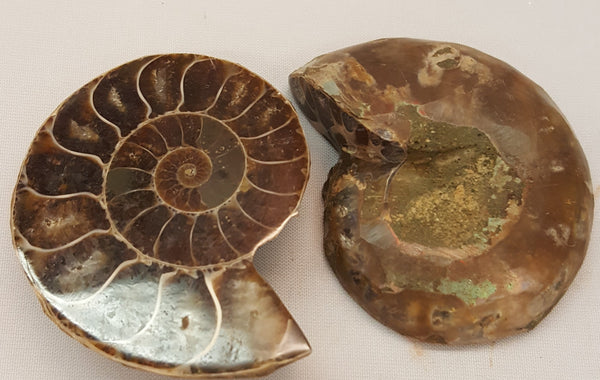 Ammonites - Pair